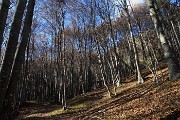 18 Nel bosco di prevalente faggeta